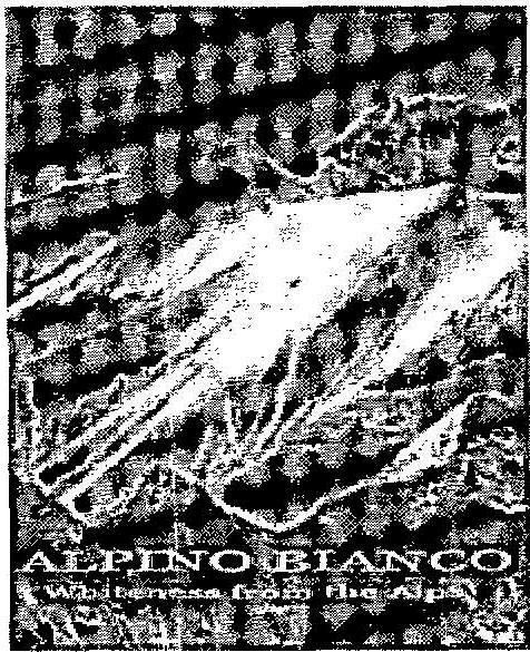 Alpino Blanco (device) Device mark 2144720 Trademark