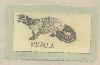 Nevala(device Of Nevala) Device mark 502194 Trademark