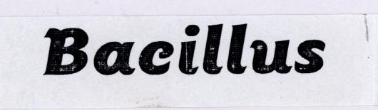 Bacillus ( Label ) Device mark 1790568 Trademark