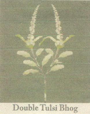 Double Tulsi Bhog Device mark 2691340 Trademark