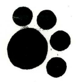Paw Print (device) Device mark 1216486 Trademark