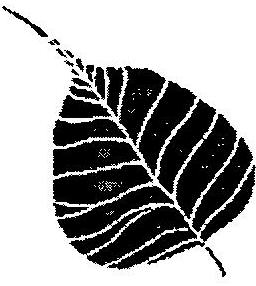 Device Device mark 2373954 Trademark