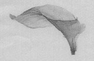 Logo Device mark 1490996 Trademark