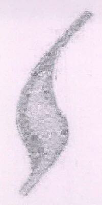 S Device mark 2328309 Trademark