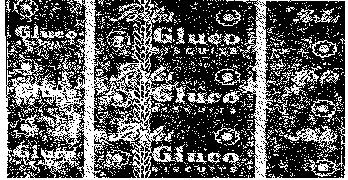 Parle's Gluco Device mark 173056 Trademark