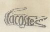Lacoste (device) Device mark 516864 Trademark