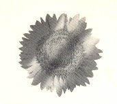 Flower, Device mark 784763 Trademark