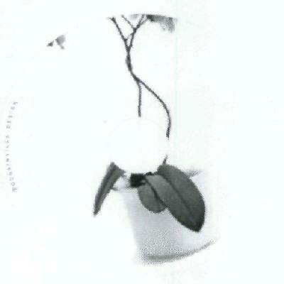 With Device Device mark 1822446 Trademark