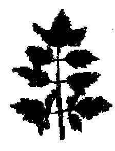 Device Device mark 590418 Trademark