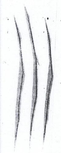 Logo Device mark 1574931 Trademark