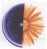Flower Dev. Device mark 1722557 Trademark