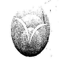 No Name Device mark 2048447 Trademark