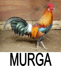Murga With Device Device mark 3272741 Trademark