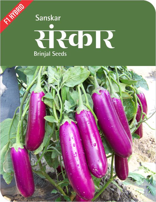 Device Of Brinjal With Sanskar Device mark 4047694 Trademark